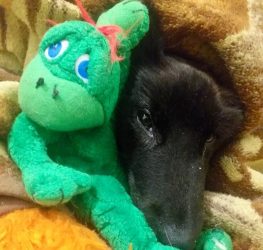 ТРАГИČНО! ПОČИНА КУČЕТО ФЕЛИКС, кое крвниčки беšе претепано со метална šипка од група на луѓе!