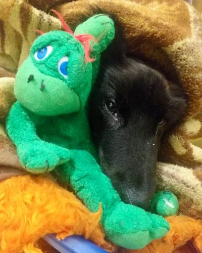 Пхото: принтсcреен/Фаcебоок/ЈП ЛАЈКА - Скопје