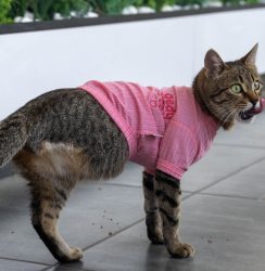 МАČКАТА ТРИПОД МАСКОТА НА ВЕТЕРИНАРНА КЛИНИКА ВО АНКАРА!