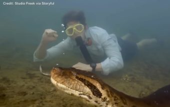 Сосема нова анаконда долга 8 метри откриена во Амазон!