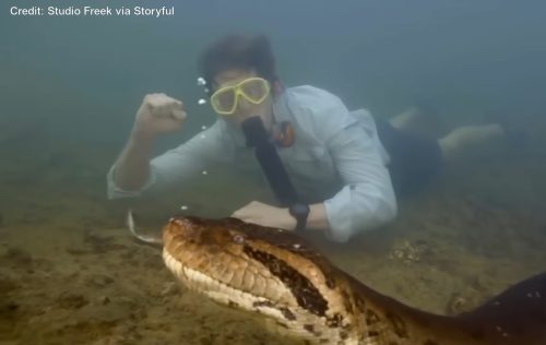 Сосема нова анаконда долга 8 метри откриена во Амазон!