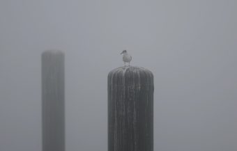 Македонија со НАЈВИСОКА СТАПКА НА СМРТНОСТ од загаден воздух според ОЕCД!