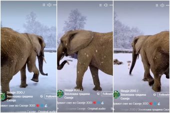 ВИДЕО: Слониcата од скопската зоолоšка уžива на првиот снег