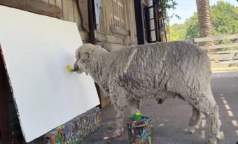 Пронајдете ја оваа овcа и ќе добиете 60.000 евра! (видео)