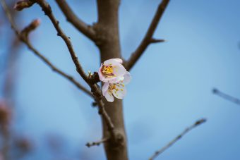 Пролетни температури и стабилно време – Временска прогноза за 8.3.2025