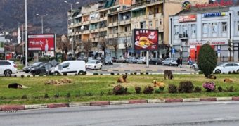 Прегазен пеšак во Тетово!