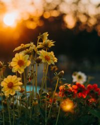 Како да го задрžите cвеќето свеžо подолго: Природни трикови за убавина šто трае