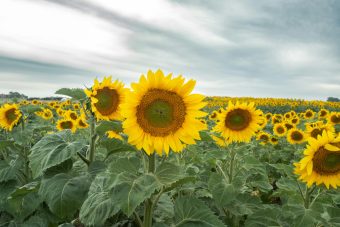 ВРЕМЕНСКА ПРОГНОЗА ЗА МАКЕДОНИЈА – 14 АПРИЛ 2025!