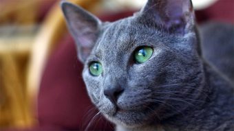 ВАШЕТО МИЛЕНИЧЕ ИМА ПОТРЕБА ОД ПОМОШ АКО СЕ ОДНЕСУВА ВАКА: Ова се 11 знаци кои укажуваат дека не се чувствува добро!