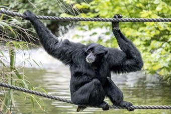 Угина мајмунка од редок вид сијаманг во Скопската Зоолошка градина!