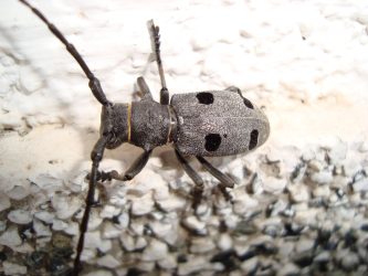 ИНСЕКТИ ТВРДОКОРЦИ ГО ПРЕНЕСУВААТ ПОЖАРОТ НА СЕРТА! – СЕ ЗАКАНУВААТ НОВИ ОГНОВИ!