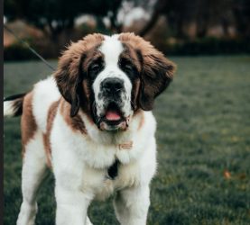 Кучиња усмртија жена!