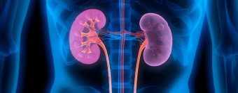 КИНА РАЗВИВА ЛАБОРАТОРИСКИ СОЗДАДЕНИ БУБРЕЗИ КОЈ ФИЛТРИРААТ КРВ И БАЛАНСИРААТ ЕЛЕКТРОЛИТИ!