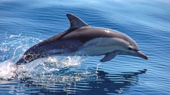 ДЕЛФИНИТЕ МОЖАТ ДА ГИ ИДЕНТИФИКУВААТ ЛУЃЕТО ПРЕКУ СКЕНИРАЊЕ НА НИВНАТА СКЕЛЕТНА СТРУКТУРА СО СВОЈОТ СОНАР. ТИЕ ЧЕСТО ИМ ПОМАГААТ НА ЖРТВИТЕ НА БРОДОЛОМ ДА СЕ ЗАШТИТАТ ОД АЈКУЛИ И ДА ОСТАНАТ НА ПОВРШИНА, БИДЕЈЌИ КАКО ЦИЦАЧИ, ГО РАЗБИРААТ ДАВЕЊЕТО.