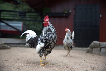 ШВЕДСКА СТАНА ПРВАТА ЗЕМЈА ВО СВЕТОТ КОЈА ГО ОСИГУРА ЦЕЛОСНОТО ОСЛОБОДУВАЊЕ НА КОКОШКИ ОД КАФЕЗИ!
