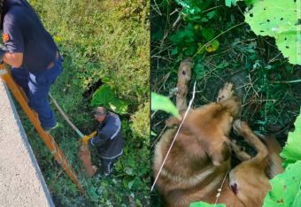 СТРАВИЧЕН СЛУЧАЈ ВО КРИВА ПАЛАНКА: КУЧЕ ВРЗАНО, ВЛЕЧЕНО СО АВТОМОБИЛ, ПА ФРЛЕНО ВО РЕКА – СПАСЕНО ВО ПОСЛЕДЕН МОМЕНТ!