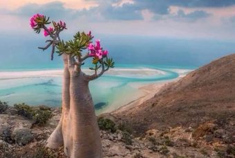 СОКОТРА – РАЈ НА ЗЕМЈАТА КАДЕ ШТО 37 % ОД РАСТЕНИЈАТА НЕ ПОСТОЈАТ НА НИТУ ЕДНО ДРУГО МЕСТО! Откријте ги мистичните „дрвја од змејска крв“, пустинските рози и луксузот на одалеченото Јеменско царство! (ФОТО)