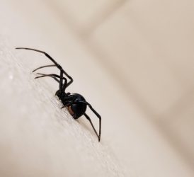 САМО ИСПРСКАЈТЕ ГИ СИДОВИТЕ СО ОВИЕ 3 ПРИРОДНИ СРЕДСТВА И ПАЈАЦИТЕ ВЕДНАШ ЌЕ ИЗБЕГААТ!