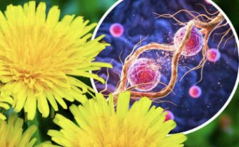 НЕВЕРОЈАТНО ОТКРИТИЕ: КОРЕНОТ ОД ГЛУВАРЧЕ УБИВА НАД 90% ОД КЛЕТКИТЕ НА РАК НА ДЕБЕЛОТО ЦРЕВО ЗА ПОМАЛКУ ОД ДВА ДЕНА!