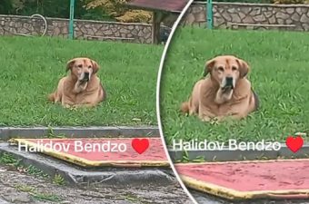 ДА ТИ ПРЕПУКНЕ СРЦЕТО ОД ТАГА! Кучето на Халид Бешлиќ сè уште одбива храна – болката се гледа во неговите очи! (ВИДЕО)