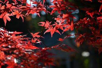ПРОМЕНЛИВО ОБЛАЧНО СО СОНЧЕВИ ПЕРИОДИ – ВРЕМЕНСКА ПРОГНОЗА ЗА ДЕНЕС, 21 ОКТОМВРИ!