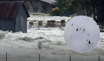 НЕ, ОВА НЕ Е СНЕГ – ОВА Е СЕЗОНА НА ПАЈАЦИ ВО АВСТРАЛИЈА!