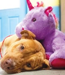 ОВА Е СИСУ. БЕЗДОМНО КУЧЕ КОЕ ПЕТ ПАТИ ПРОВАЛИЛО ВО ПРОДАВНИЦА ЗА ДА ГО УКРАДЕ ОВОЈ ВИОЛЕТОВ ЕДНОРОГ, А КОГА СТИГНАЛА СЛУЖБАТА ЗА КОНТРОЛА НА ЖИВОТНИ, ОФИЦЕРОТ МУ ЈА КУПИЛ ИГРАЧКАТА.